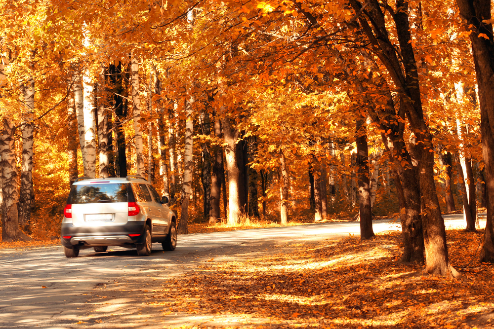 fallen leaves affect your asphalt