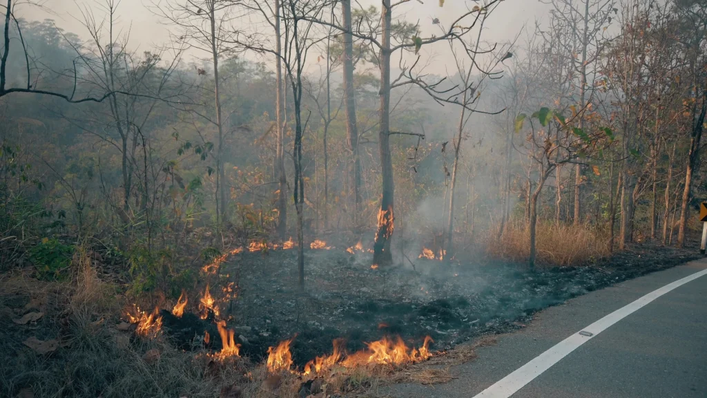 wildfires and asphalt
