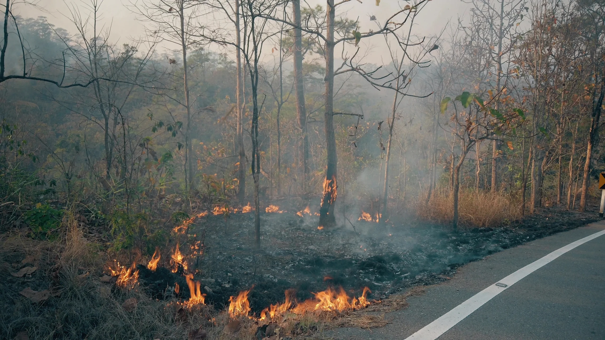 The Impact Of Wildfires On Asphalt